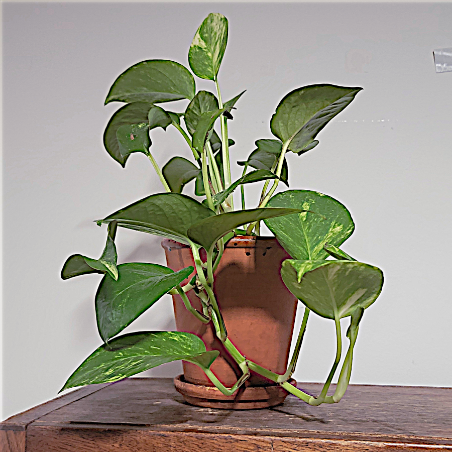 Still Life One